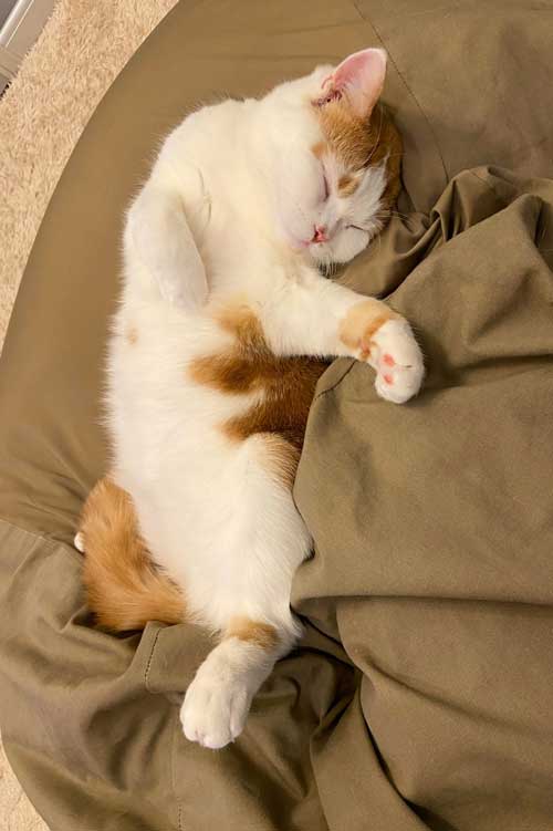 だめになった猫