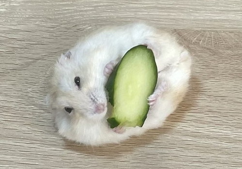お寿司に見えるハムスター