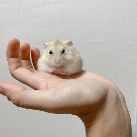 手乗りハムスター