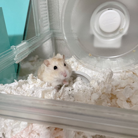 目がキュルンとしているハムスター