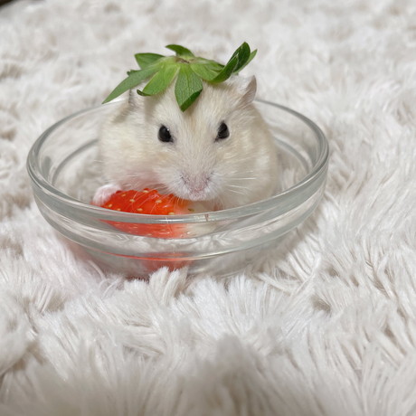 いちごとハムスター