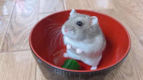 お椀の中のハムスター