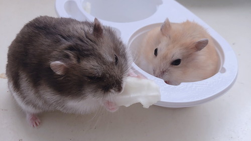 雪見だいふく容器の中にハムスター