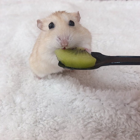 キウイを食べるハムスター
