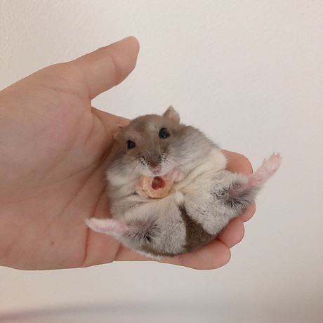 ヘソ天のハムスター