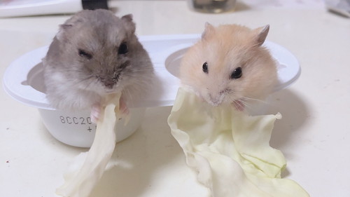 仲良しなハムスター