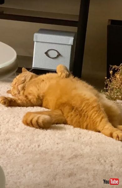 あお向けで気持ちよさそうに寝る猫