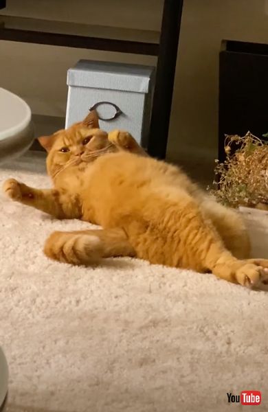 飼い主に気付いた猫