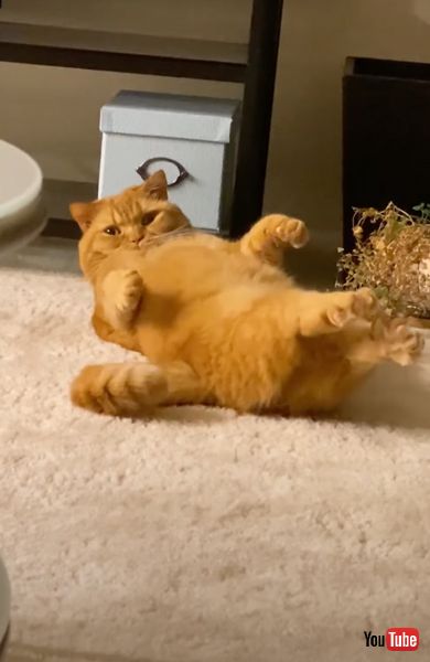 カメラを見て伸びをする猫