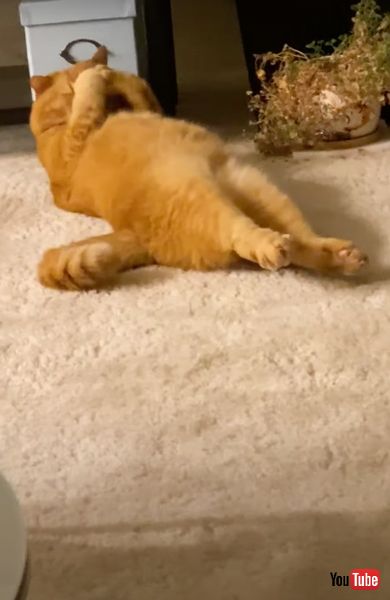 まだ眠そうな猫