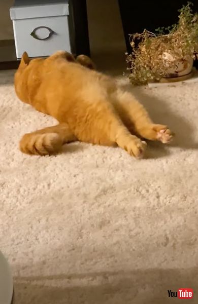 また寝てしまった猫