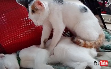 眠そうな猫マッサージ師