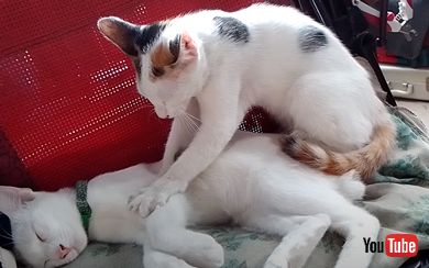 眠そうな猫マッサージ師が止まった