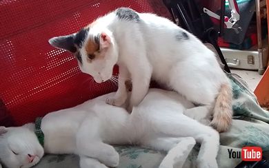 眠そうな猫マッサージ師