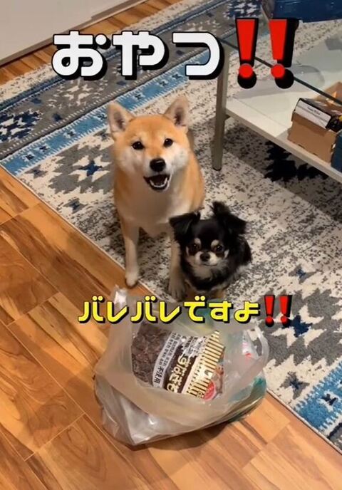 柴犬とおやつ
