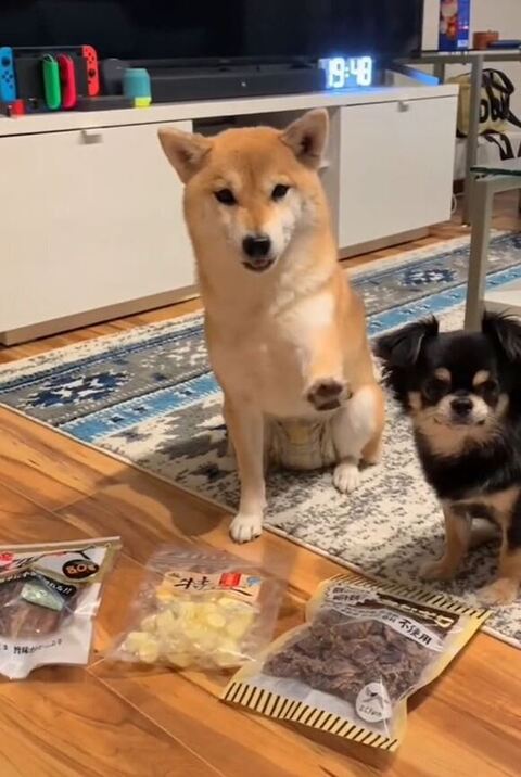 前足をだすぽんちゃん