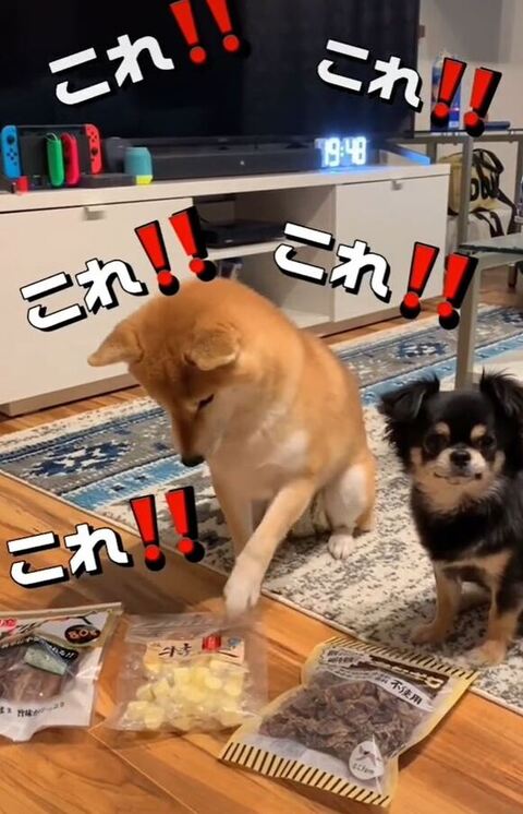 チーズを選ぶぽんちゃん