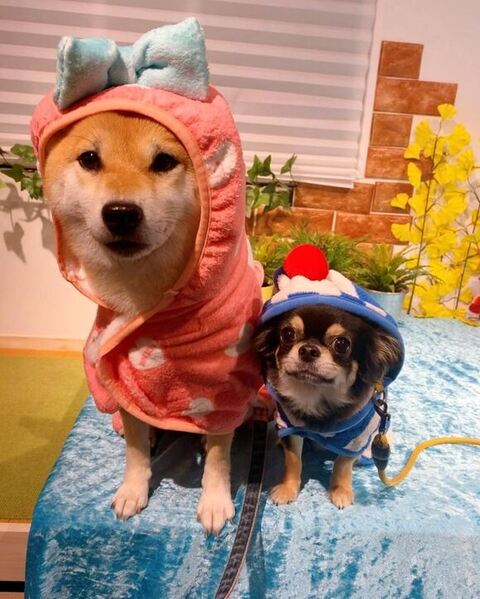 バスローブ着るふたり