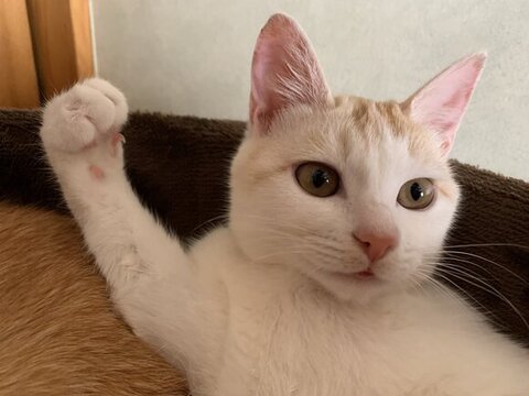 ねこ