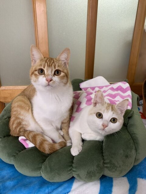 ベッドの上でこちらを見るふたり