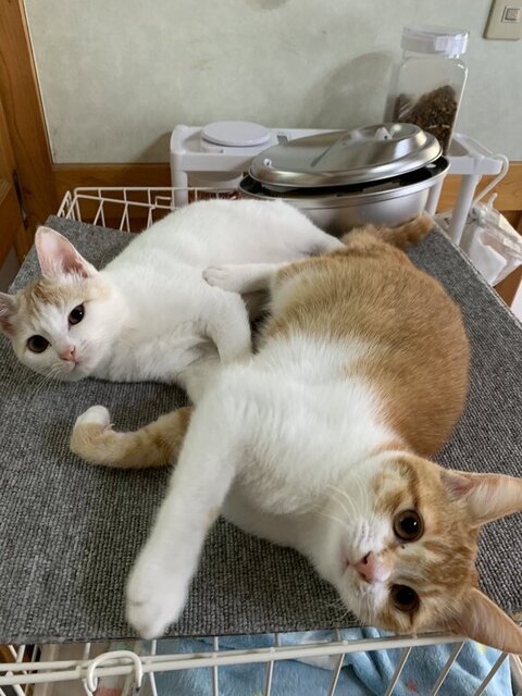 ケージの上から見てくるふたり