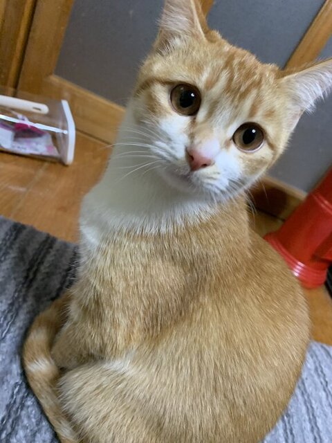 何かをみつめるちゃむちゃん