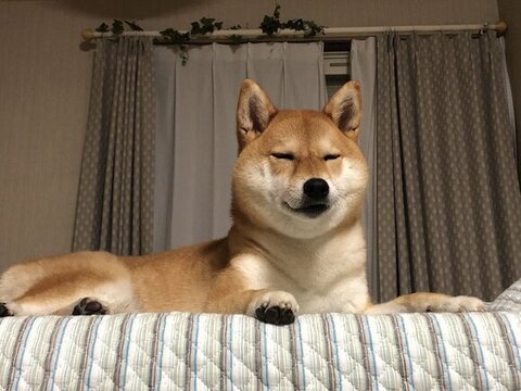 笑いながら寝る柴犬