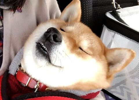 寝てるタップちゃんアップ