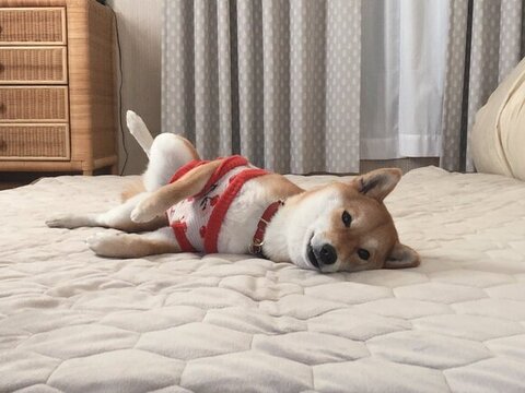 布団の上の柴犬