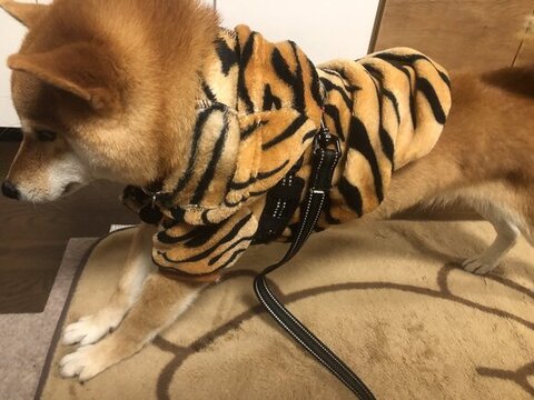 トラ服着る柴犬