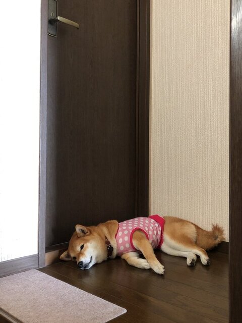 寝そべる柴犬