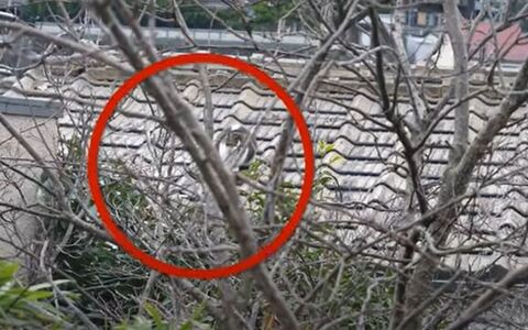 屋根の上にいるももちゃん