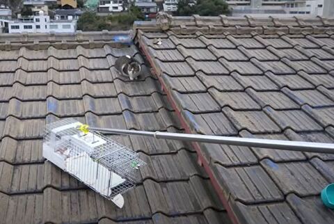 ももちゃん現る