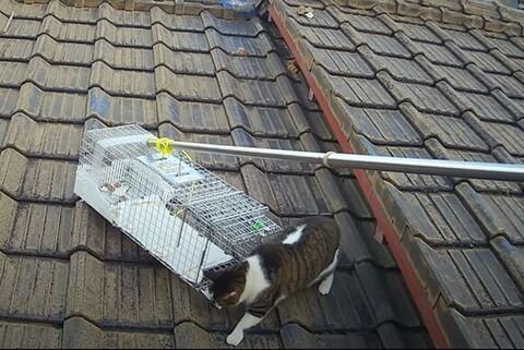 チュールをなめるももちゃん