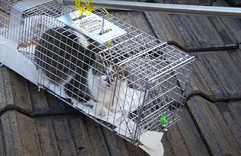 捕獲機に入るももちゃん