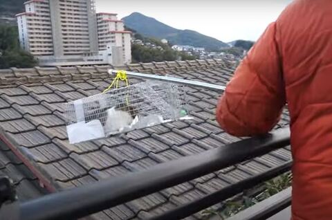 ももちゃん救出