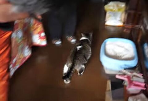 走り出すももちゃん