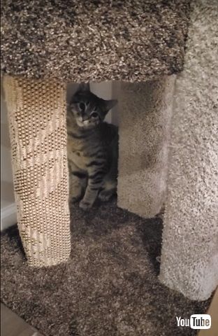 スパイダーキャット