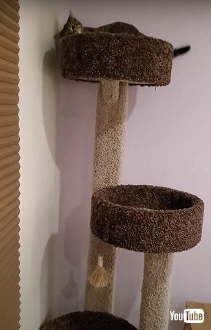 スパイダーキャット