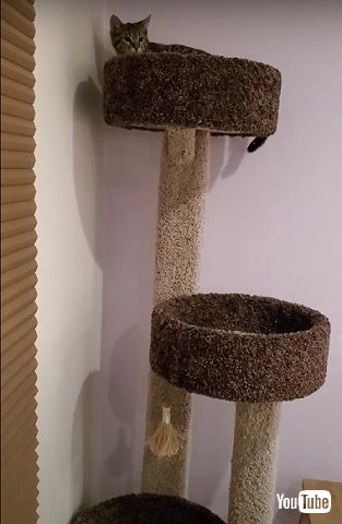 スパイダーキャット