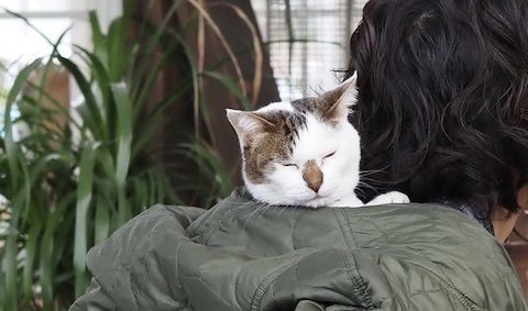 猫が背中で睡眠