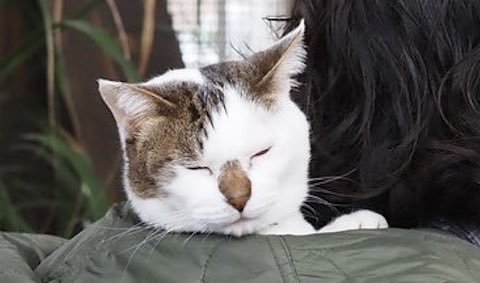 猫が背中で睡眠を拡大