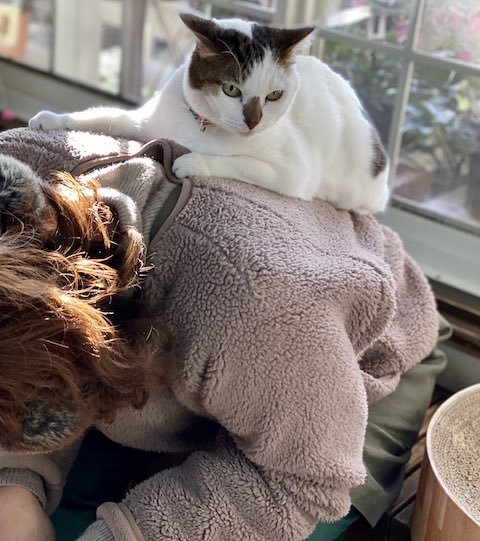 猫が背中に乗る