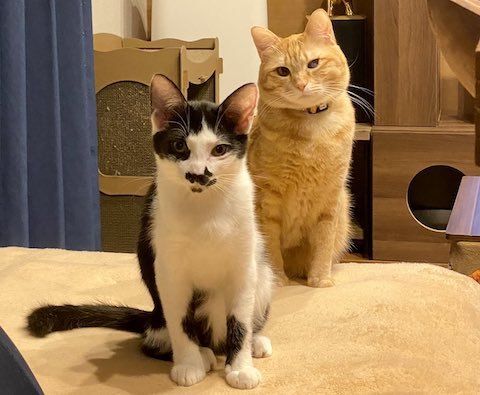 猫がこちらを見る