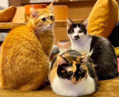 猫の井戸端会議