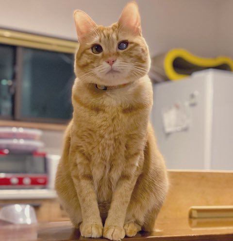 写真撮影を待つ猫