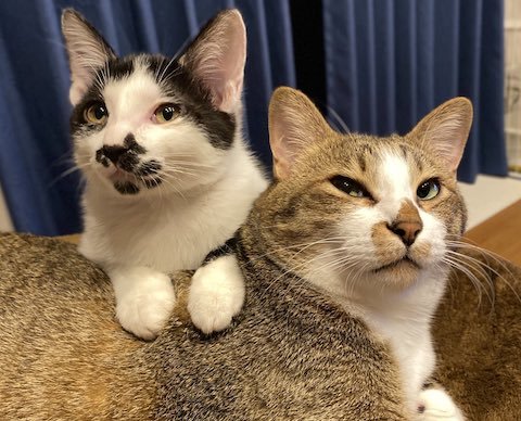 新しい家族と過ごす猫