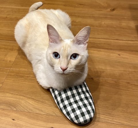 スリッパに収まる猫ミサイル