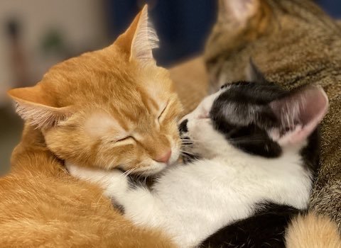 猫がキスとハグ