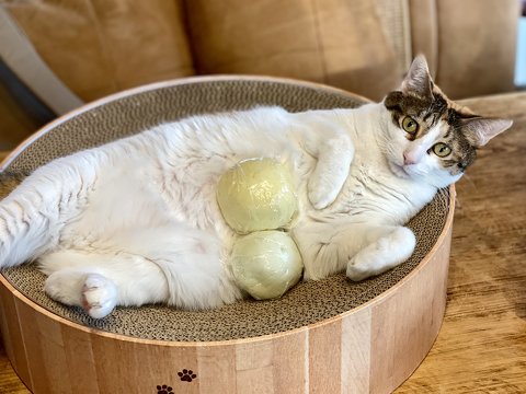 猫がまんじゅうを抱える